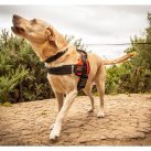 RAC Advanced Walking Harness – Medium