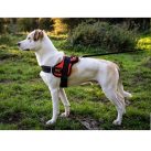 RAC Advanced Walking Harness – Medium