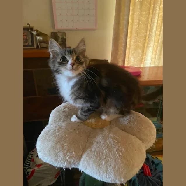 Buy In Store Products Going Troppo Fish and Pet Ballarat