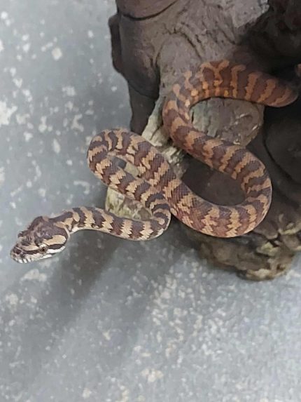 North Western/TopEnd Capet Python-Hatchling-Morelia spilota variegata