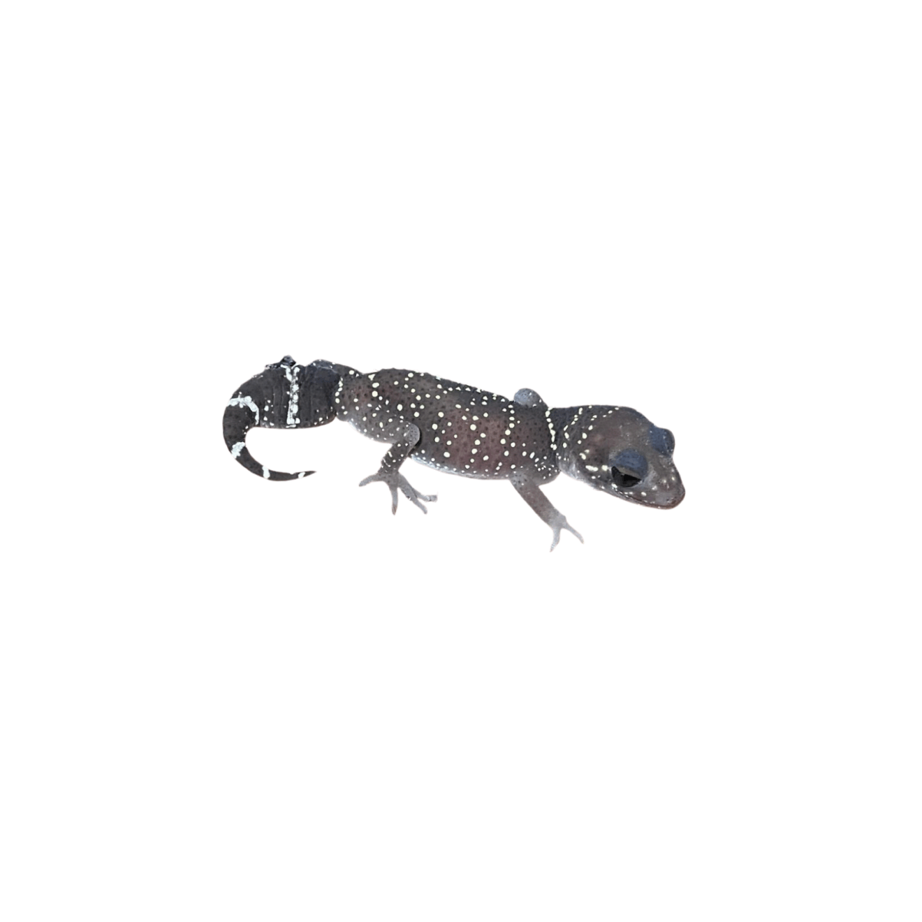 Buy Thick Tail Gecko Online Australia