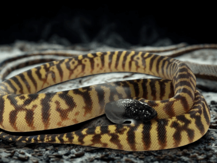 Black Headed Python