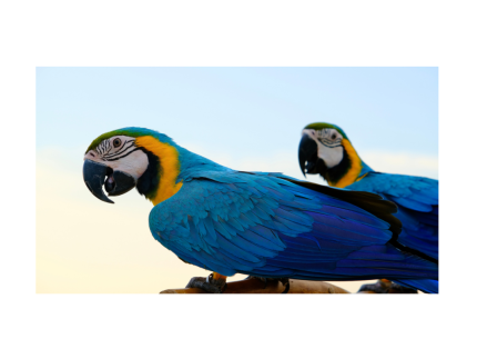 Hand Raised Blue and Gold Macaw - Pick up Only