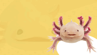 axolotls car2